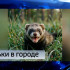 Сыктывкарцы всё чаще встречают на улицах города хорьков