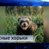 Хорьки покусали жителей Сыктывкара: животных проверят на бешенство